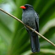 Black-fronted Nunbird