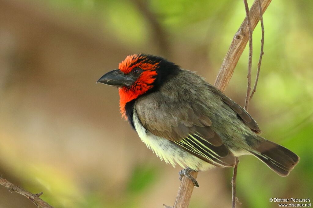 Black-collared Barbetadult