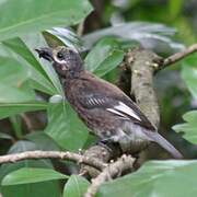 Whyte's Barbet