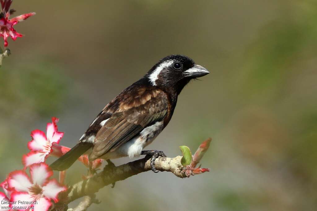 White-eared Barbetadult, identification