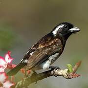 White-eared Barbet