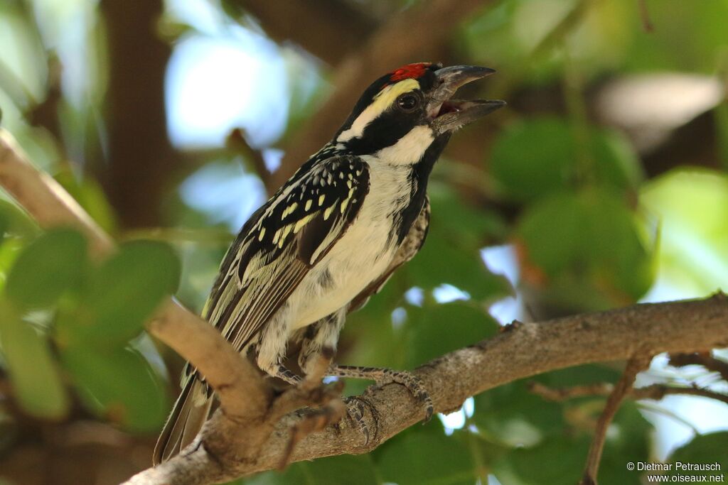 Acacia Pied Barbetadult