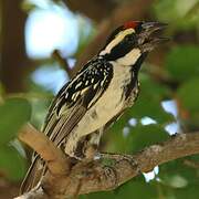 Acacia Pied Barbet