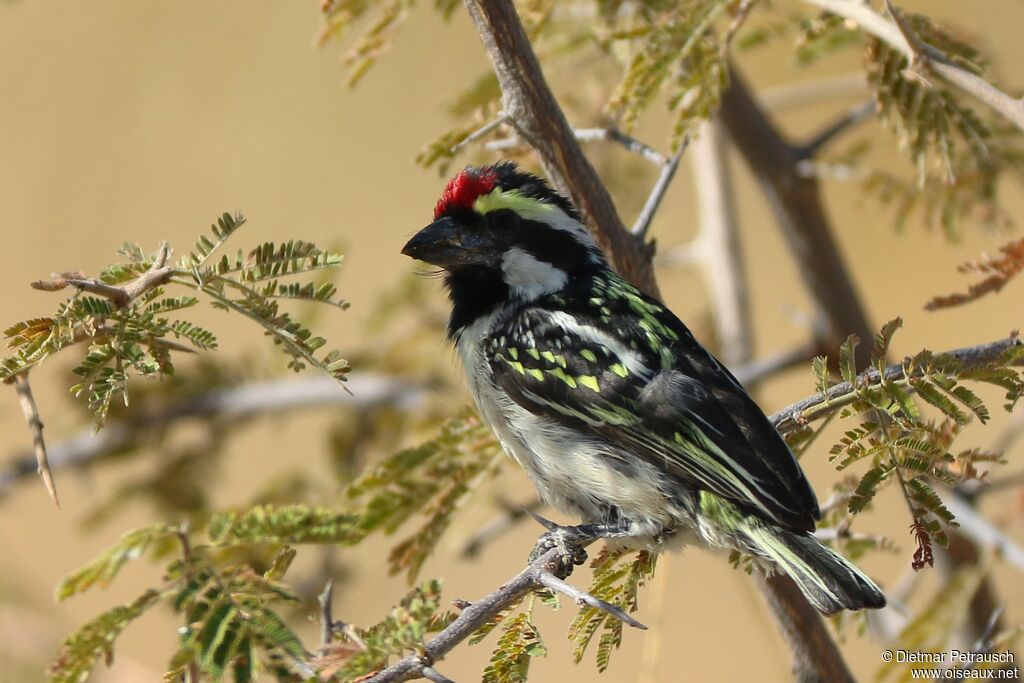 Acacia Pied Barbetadult