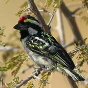 Acacia Pied Barbet