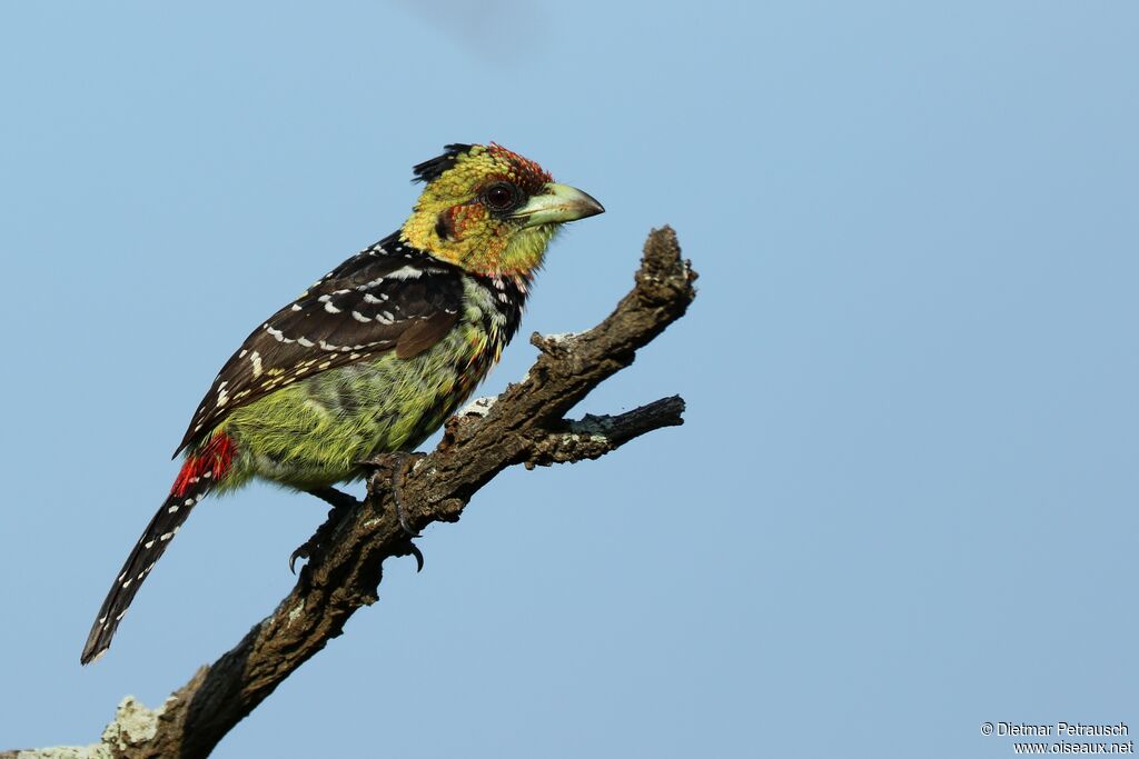 Crested Barbet