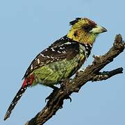 Crested Barbet