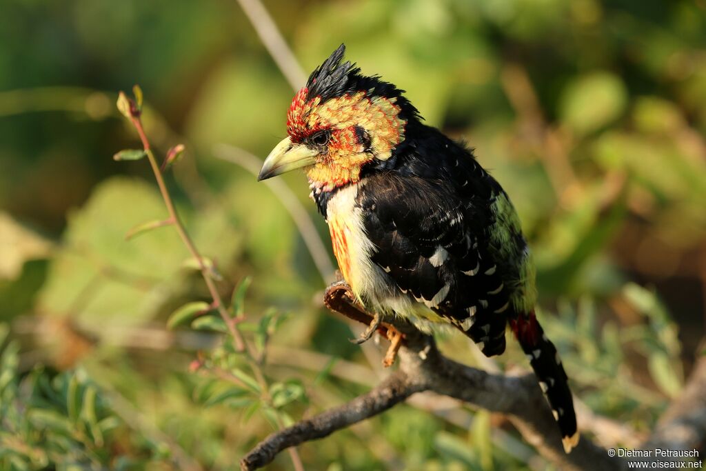 Crested Barbetadult