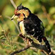 Crested Barbet