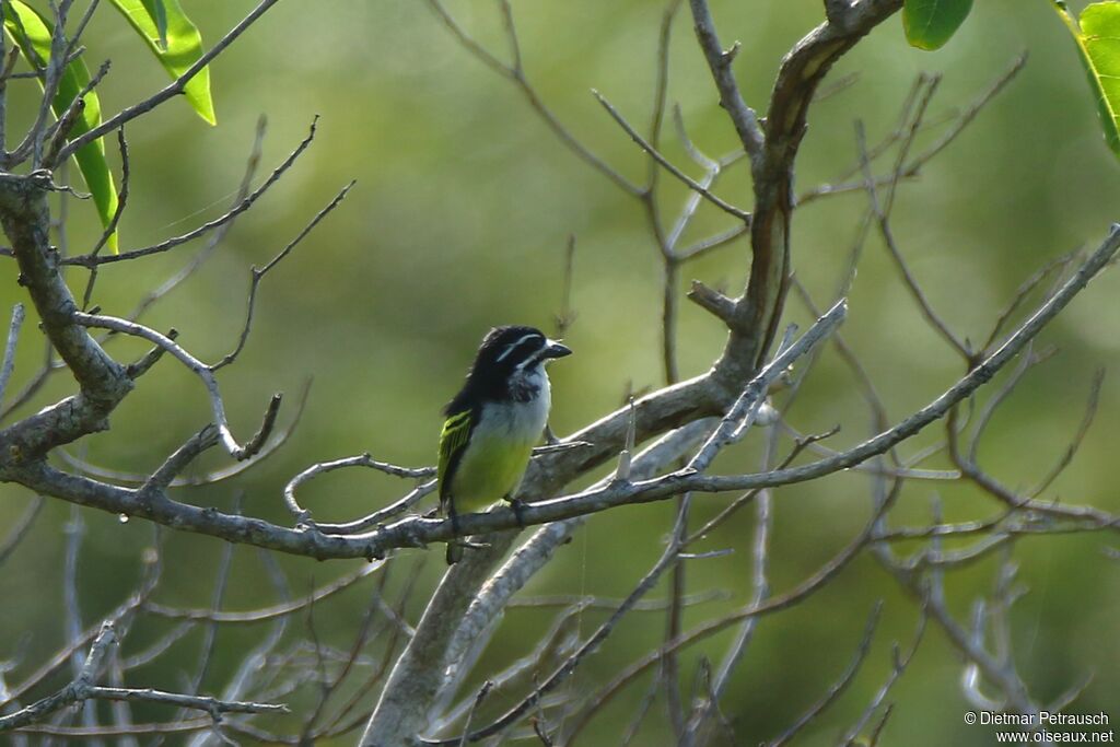 Yellow-rumped Tinkerbirdadult