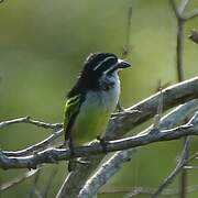 Yellow-rumped Tinkerbird