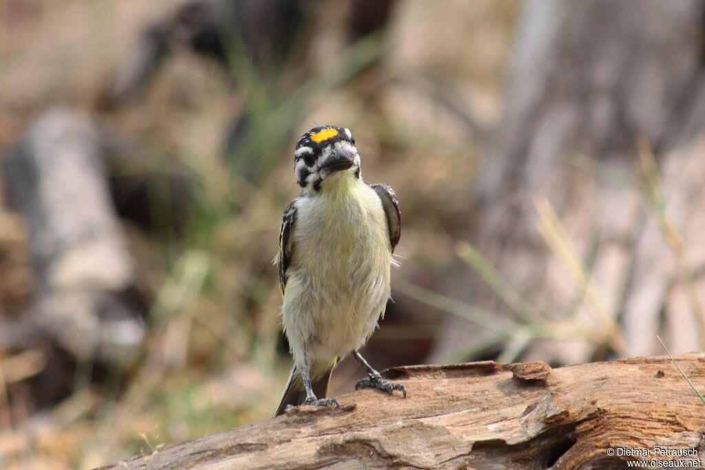 Yellow-fronted Tinkerbirdadult