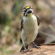 Yellow-fronted Tinkerbird