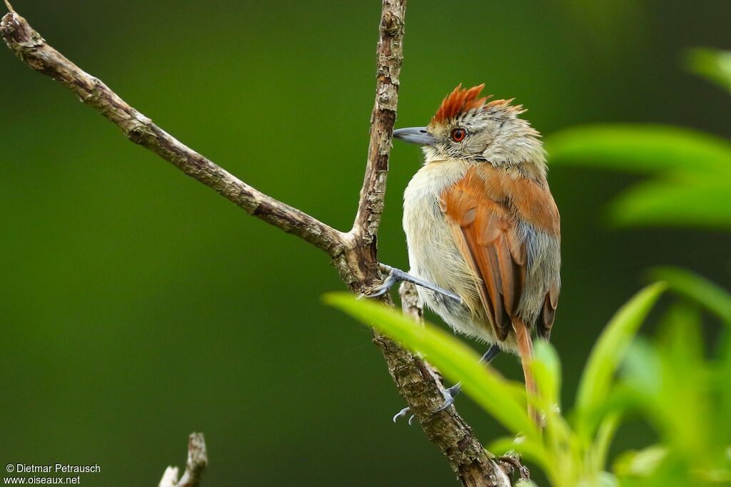 Batara à ailes rousses femelle adulte