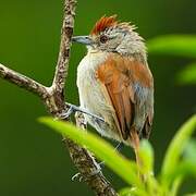 Rufous-winged Antshrike