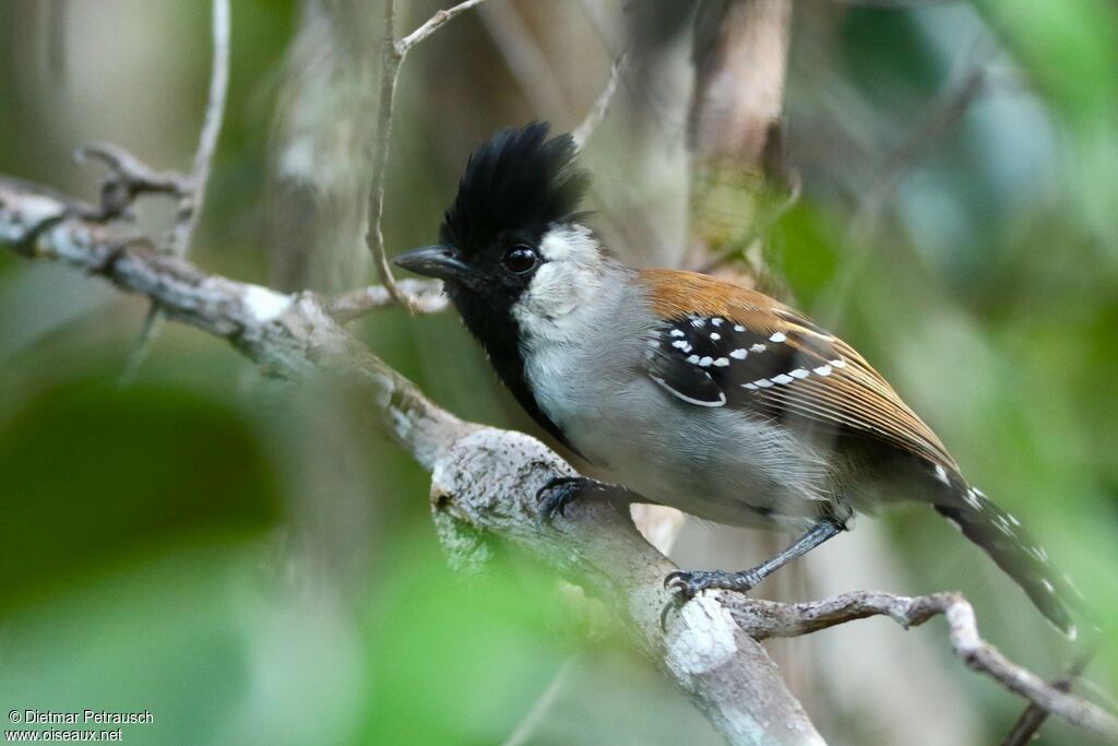 Silvery-cheeked Antshrike male adult