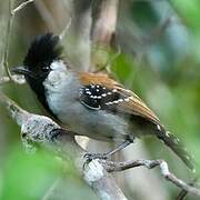 Silvery-cheeked Antshrike