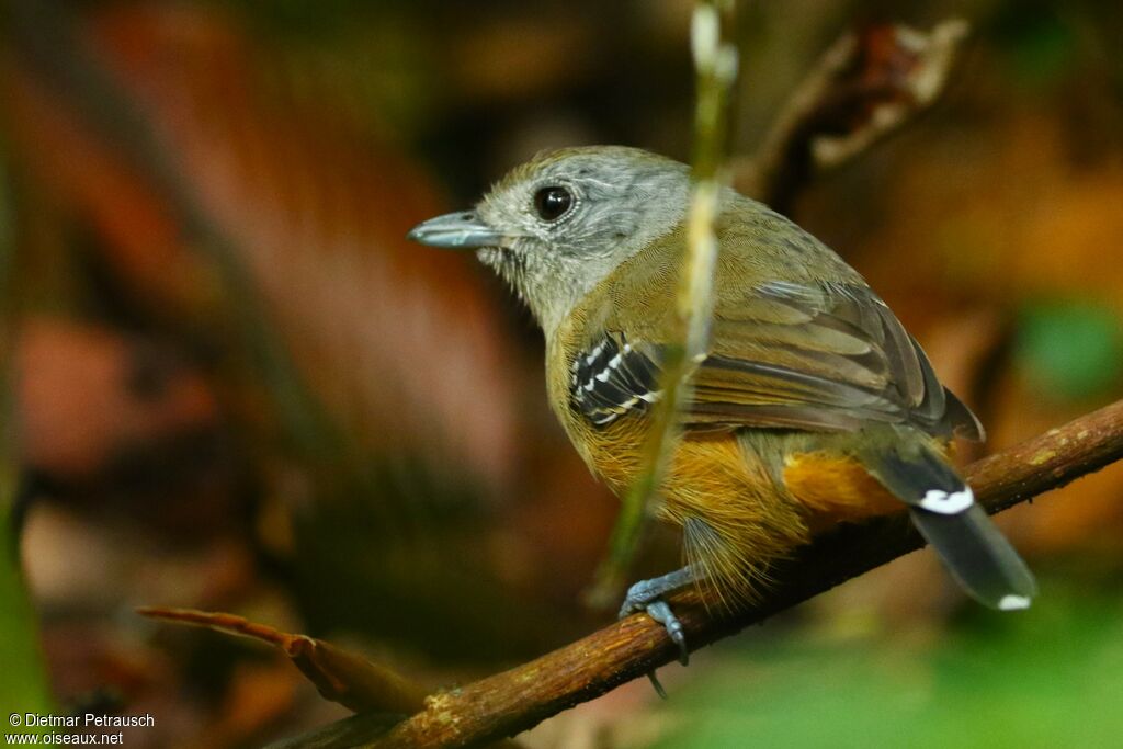 Variable Antshrike female adult