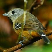 Variable Antshrike