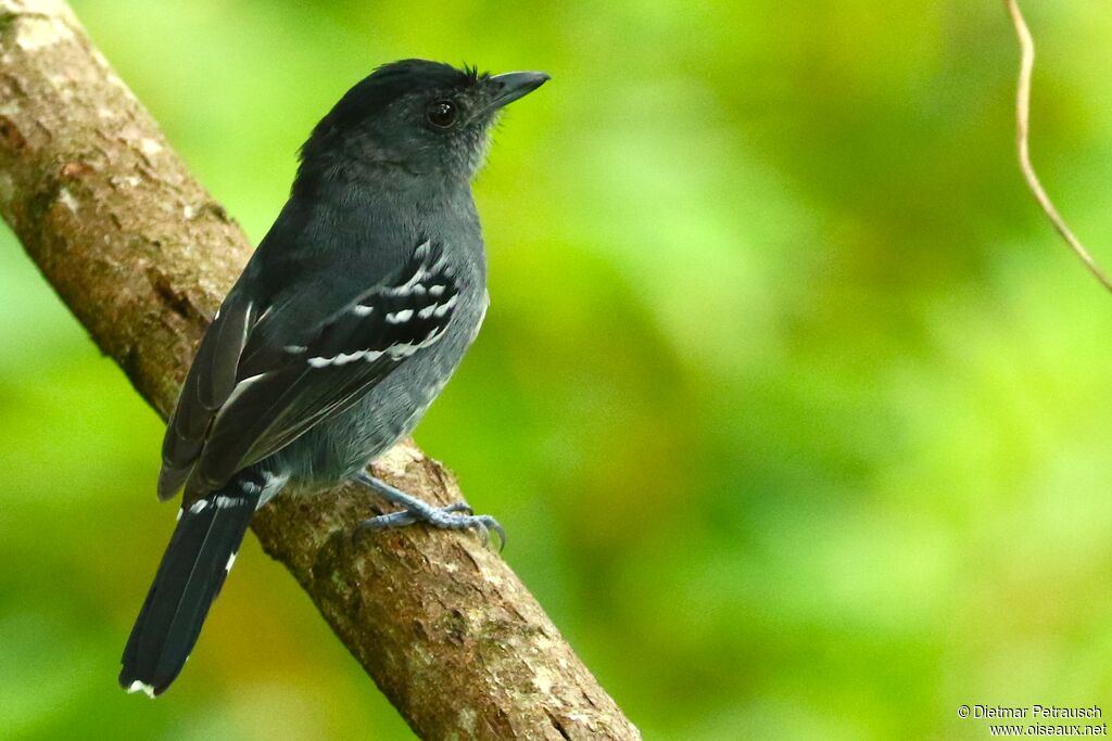 Variable Antshrike male adult