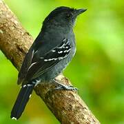 Variable Antshrike