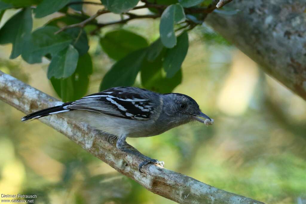 Batara de Bolivie mâle adulte, identification