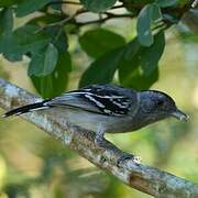 Bolivian Slaty Antshrike