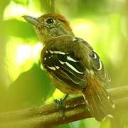 Sooretama Slaty Antshrike