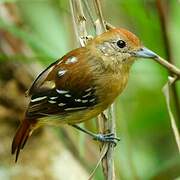 Sooretama Slaty Antshrike