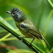 Plain Antvireo