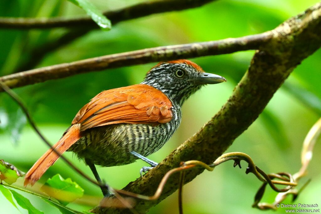 Chestnut-backed Antshrike female adult