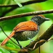 Chestnut-backed Antshrike