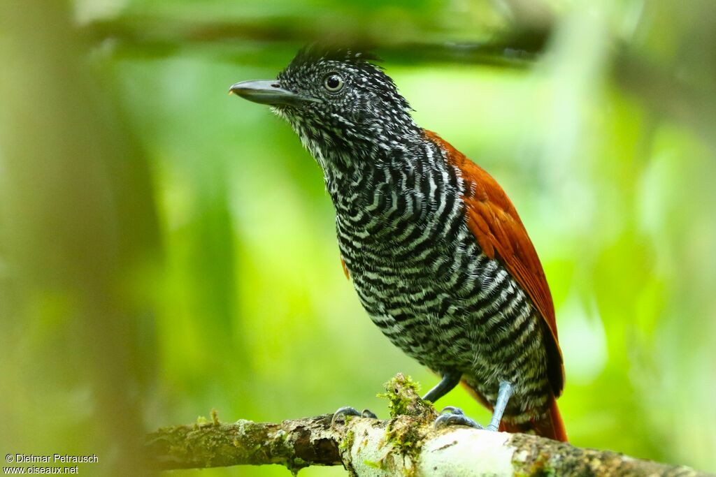 Chestnut-backed Antshrike male adult