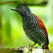 Chestnut-backed Antshrike