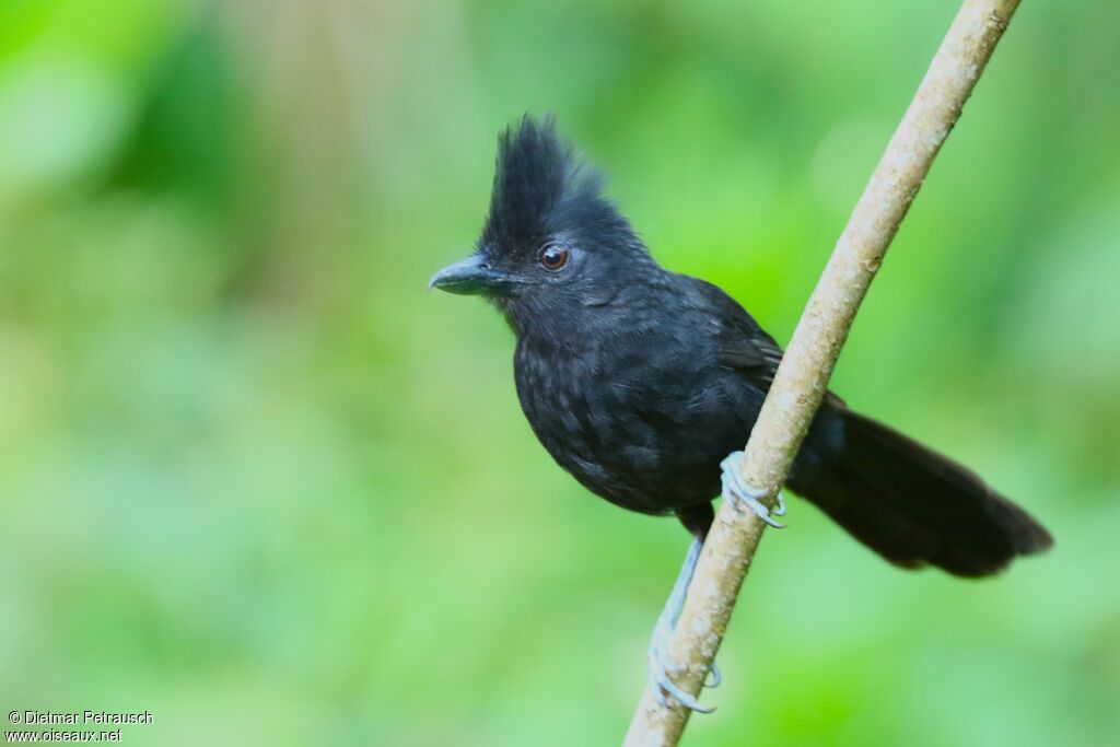 Tufted Antshrike male adult