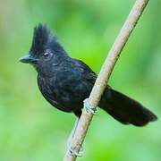 Tufted Antshrike