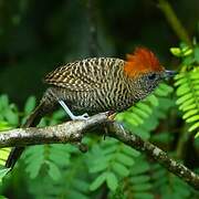 Tufted Antshrike