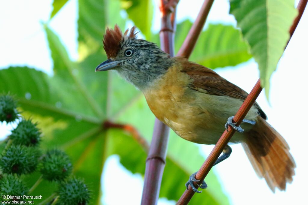 Barred Antshrike female adult