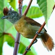 Barred Antshrike