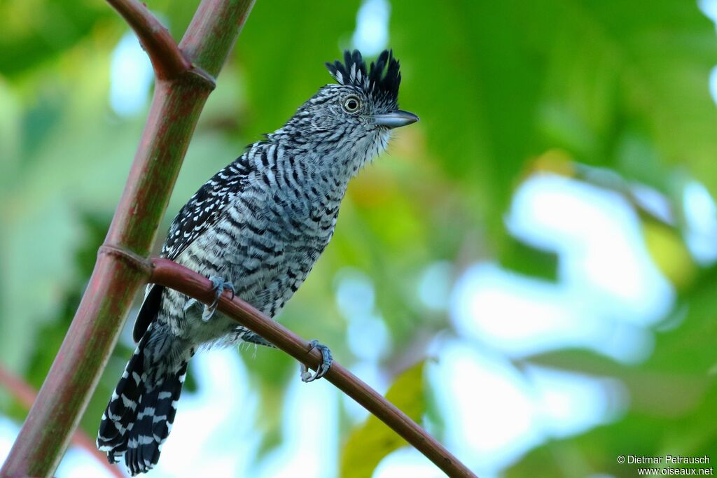 Barred Antshrike male adult