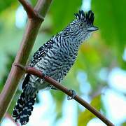 Barred Antshrike