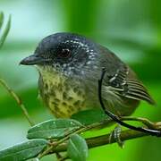 Spot-breasted Antvireo