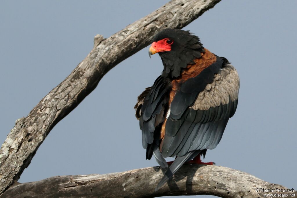 Bateleur des savanes mâle adulte