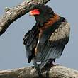 Bateleur des savanes