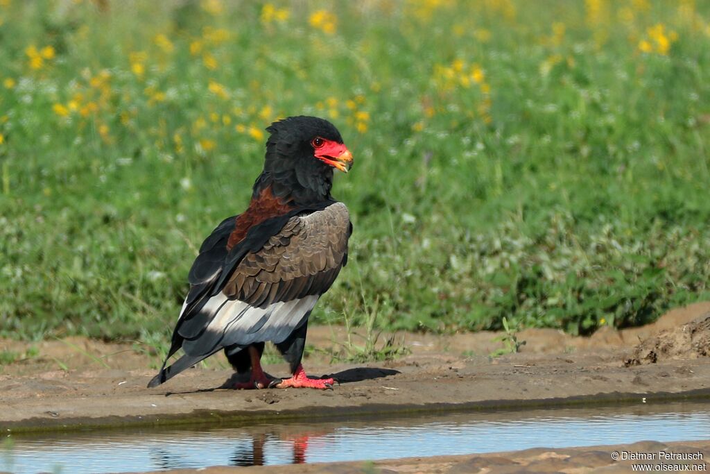 Bateleur des savanes femelle adulte