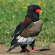 Bateleur des savanes