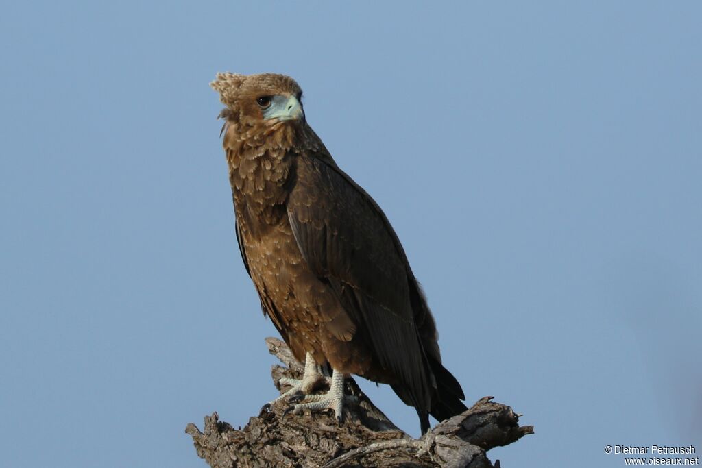 Bateleur des savanesimmature