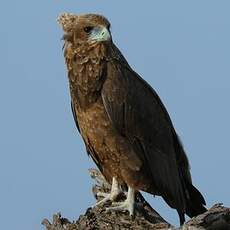 Bateleur des savanes