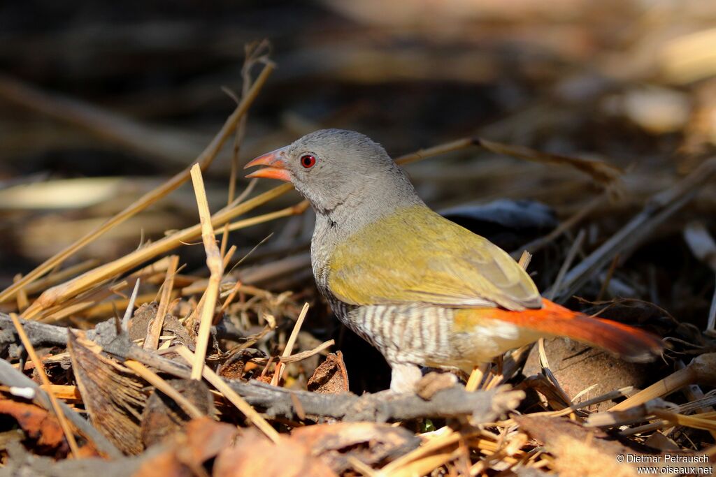 Green-winged Pytilia female adult