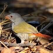 Green-winged Pytilia